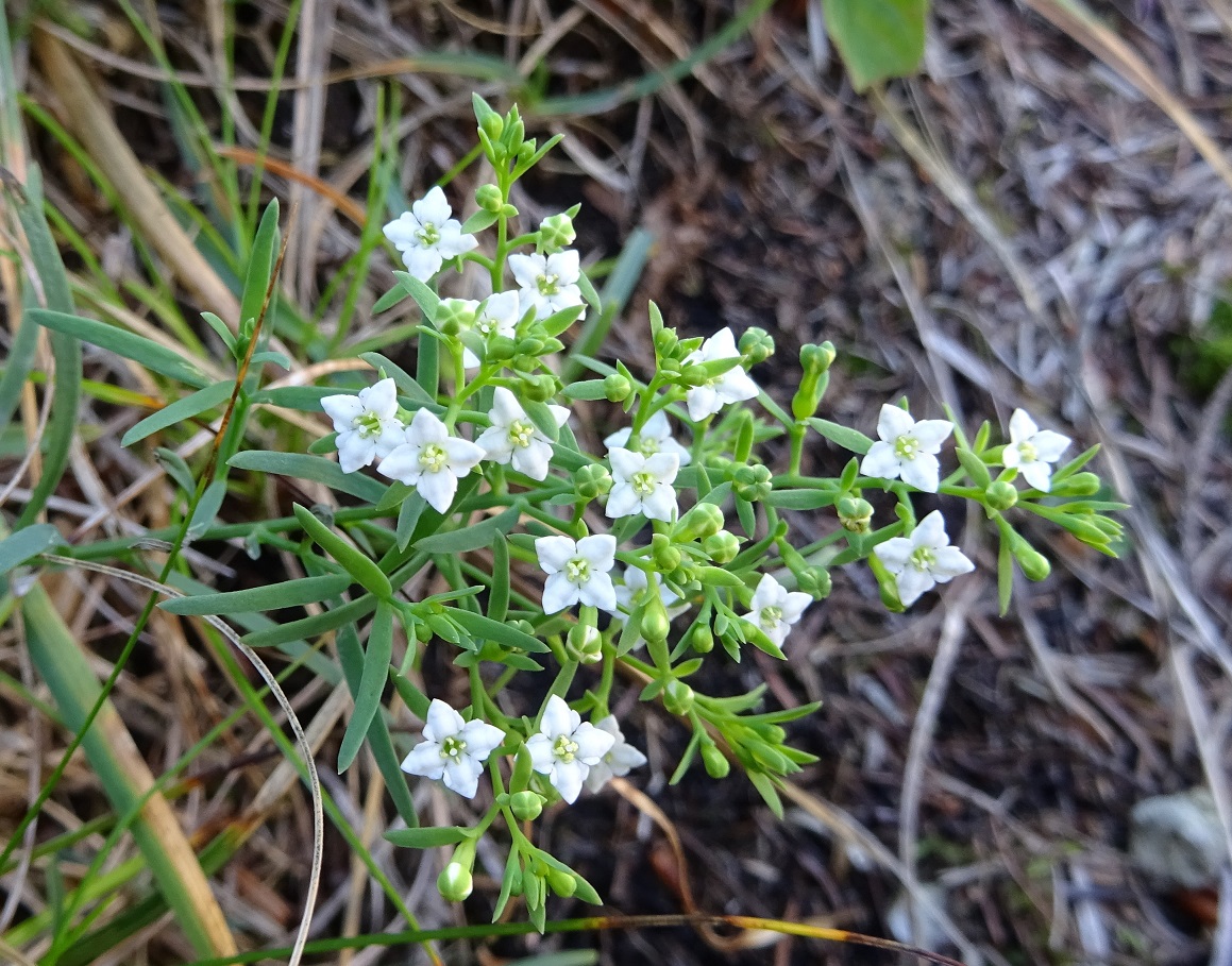 09-18-2018 Thesium alpinum.jpg