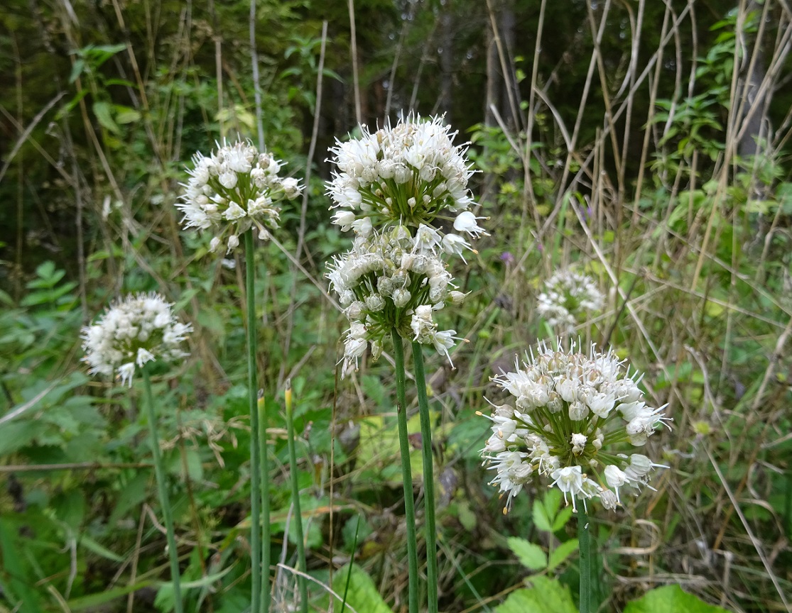 09-19-2021 Allium suaveolens.jpg