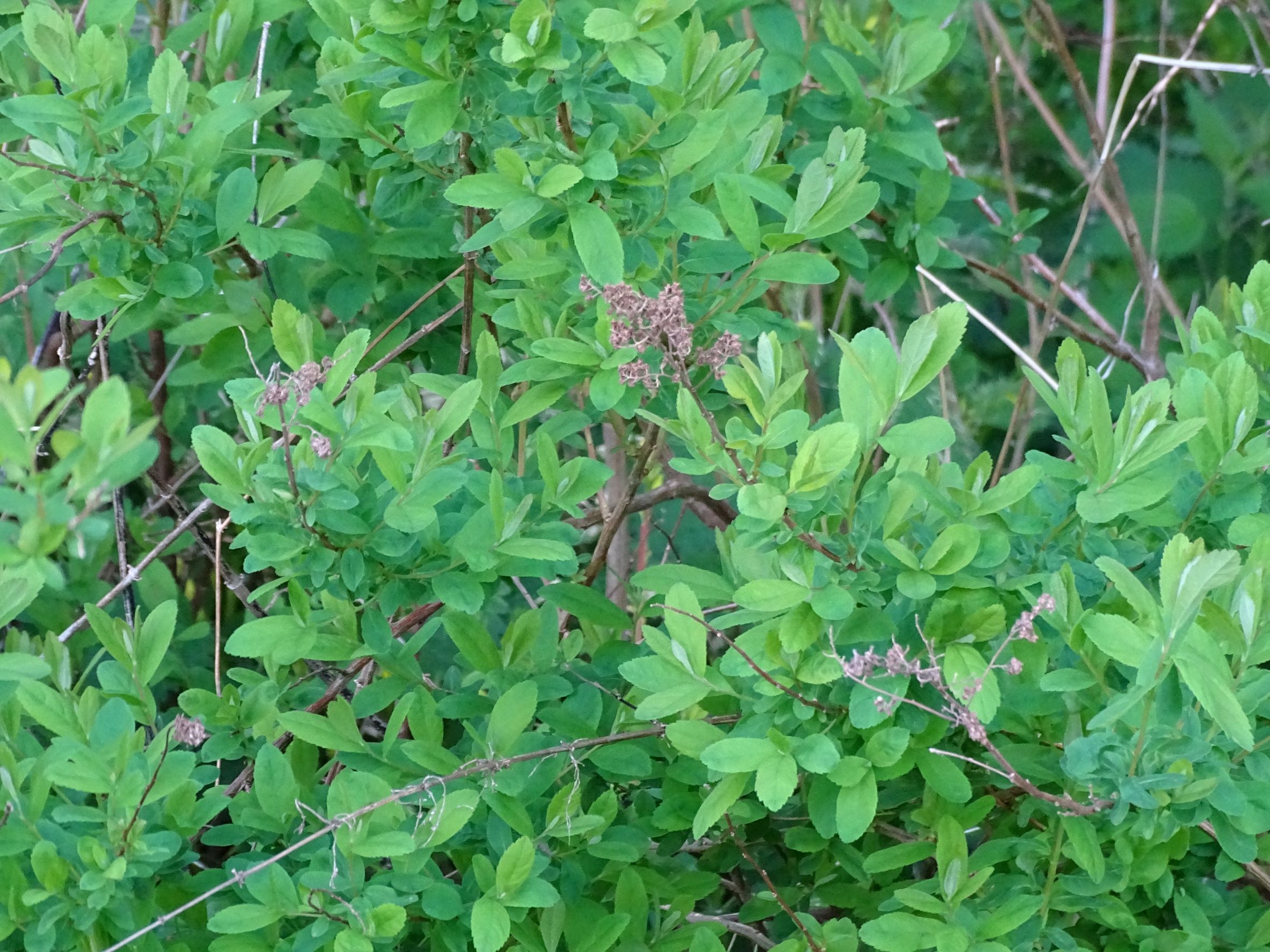 DSC07740 spiraea cf. x billardii, waldburg-mitterreith, 2021-05-22.JPG