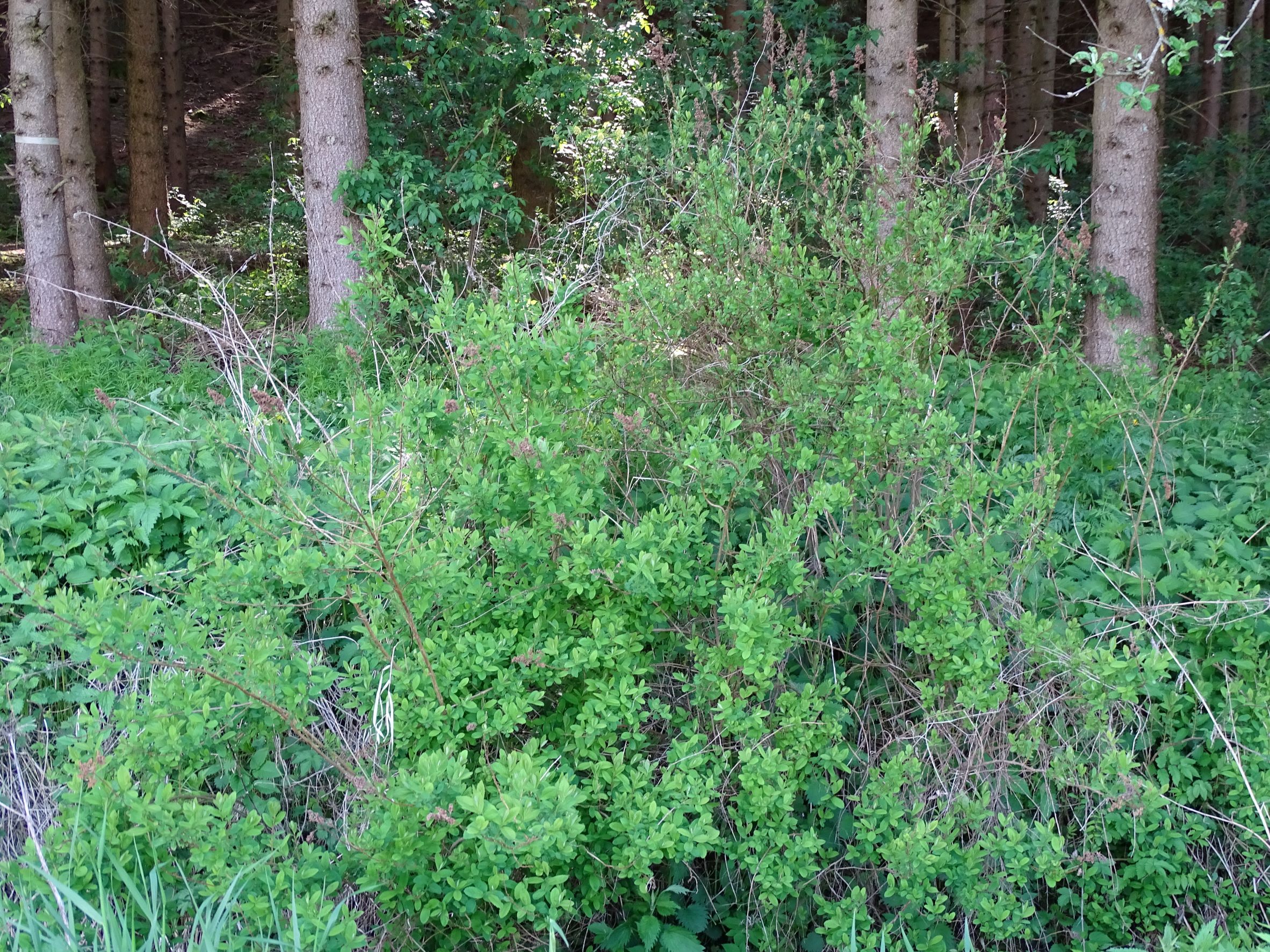 DSC07738 spiraea cf. x billardii, waldburg-mitterreith, 2021-05-22.JPG