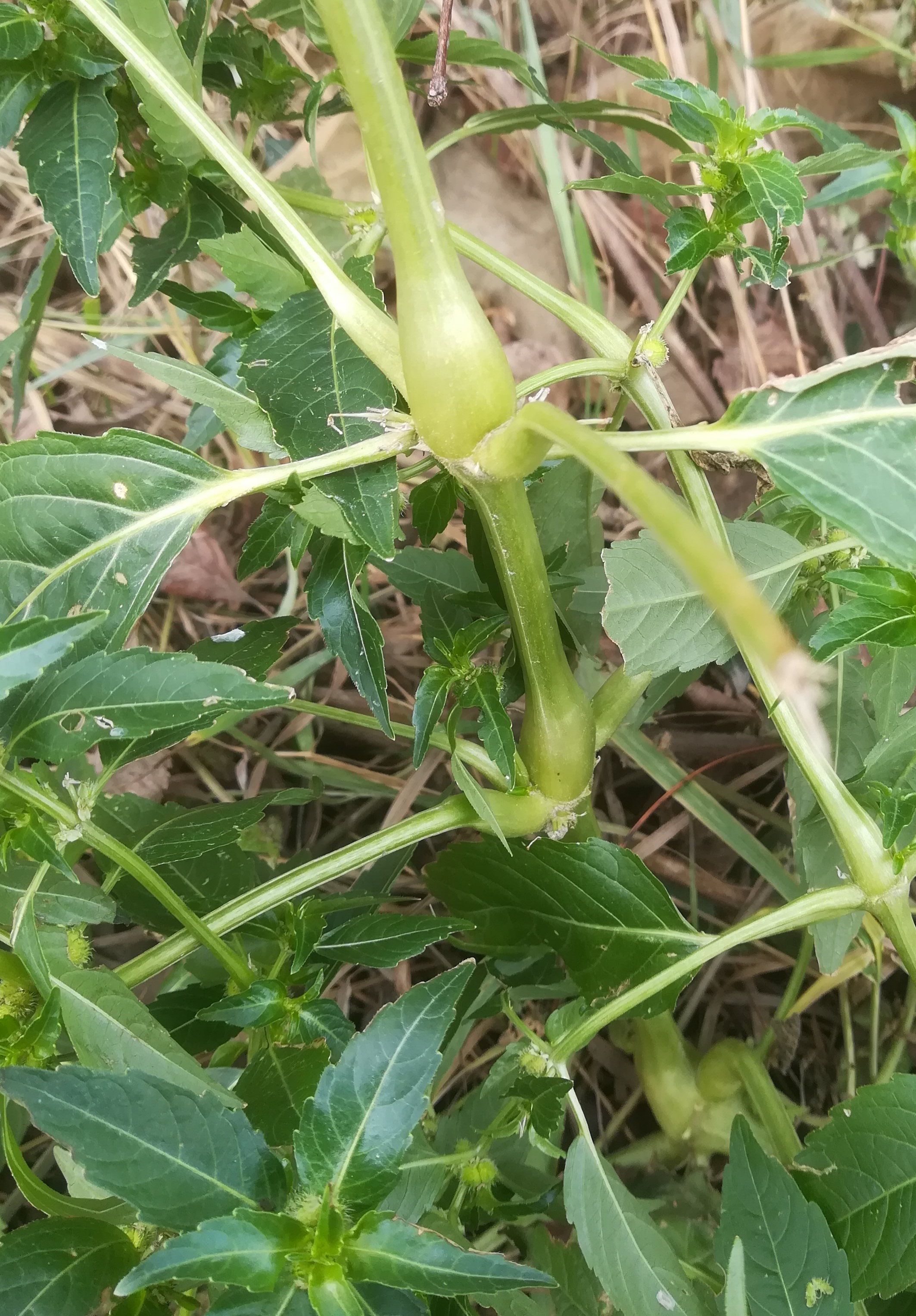 mercurialis annua fadenbach mühlleiten_20211218_121937.jpg
