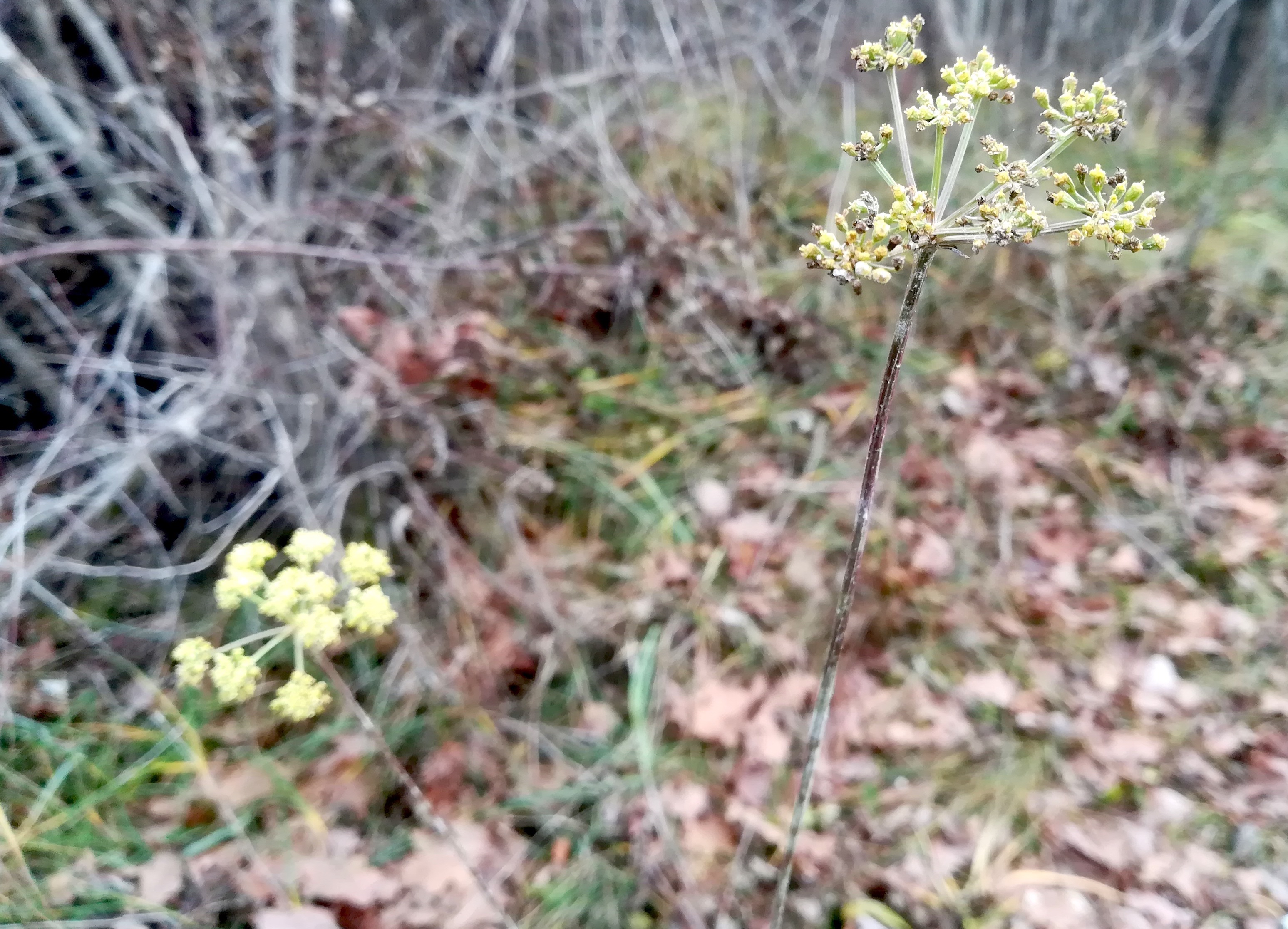 peucedanum alsaticum gänsehaufentraverse_20211218_125606.jpg