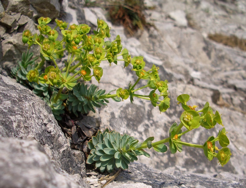 2014-04-01 Euphorbia saxatilis.JPG