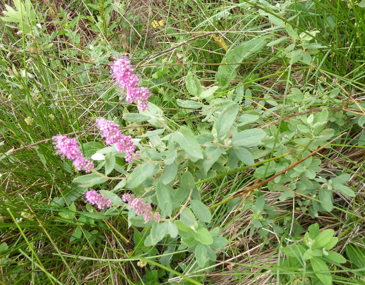 P1040689 spiranthes x.JPG