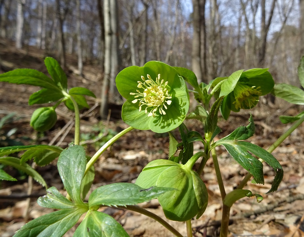 03-03-2019 Helleborum viride.jpg