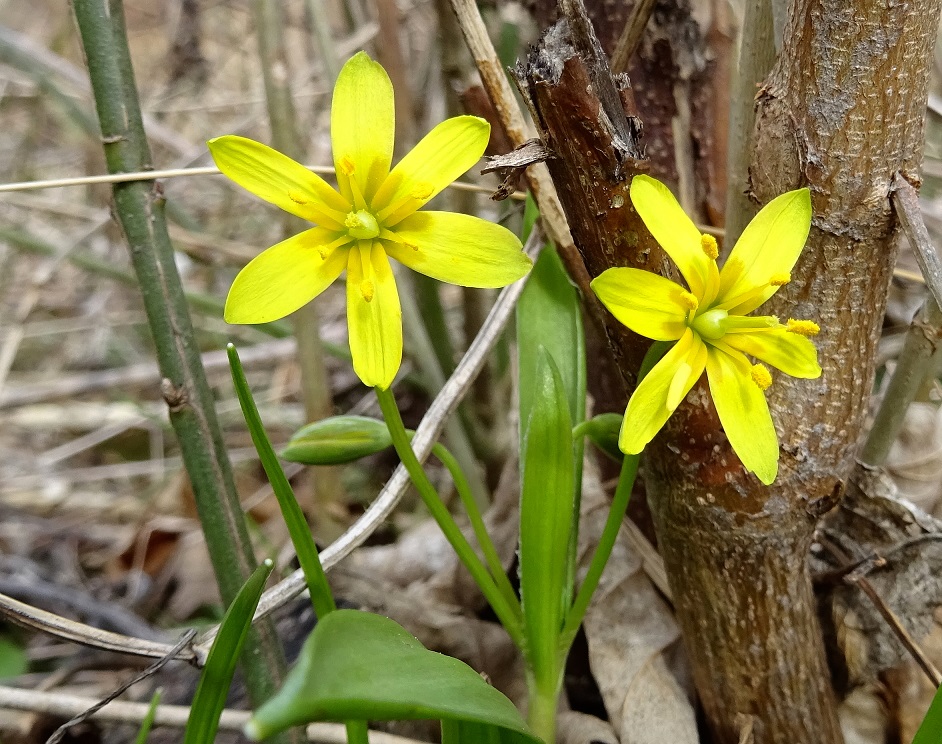 03-10-2020  Gagea lutea.jpg