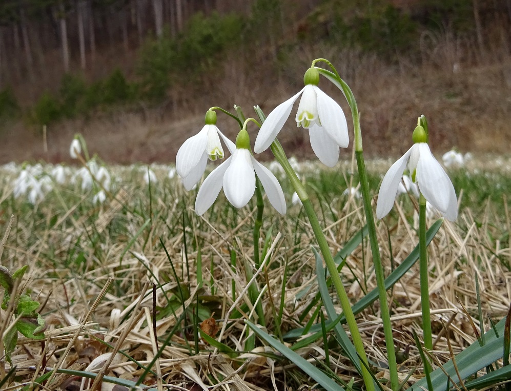 03-10-2020  Galanthus nivalis.jpg