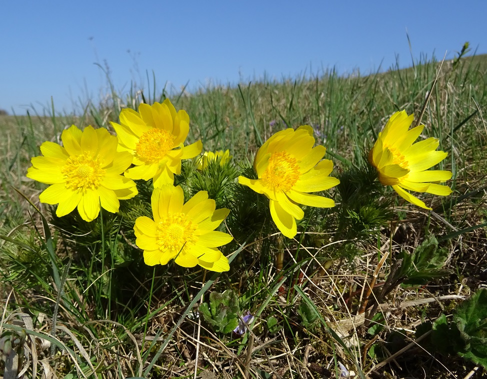 03-31-2019 Adonis vernalis.jpg