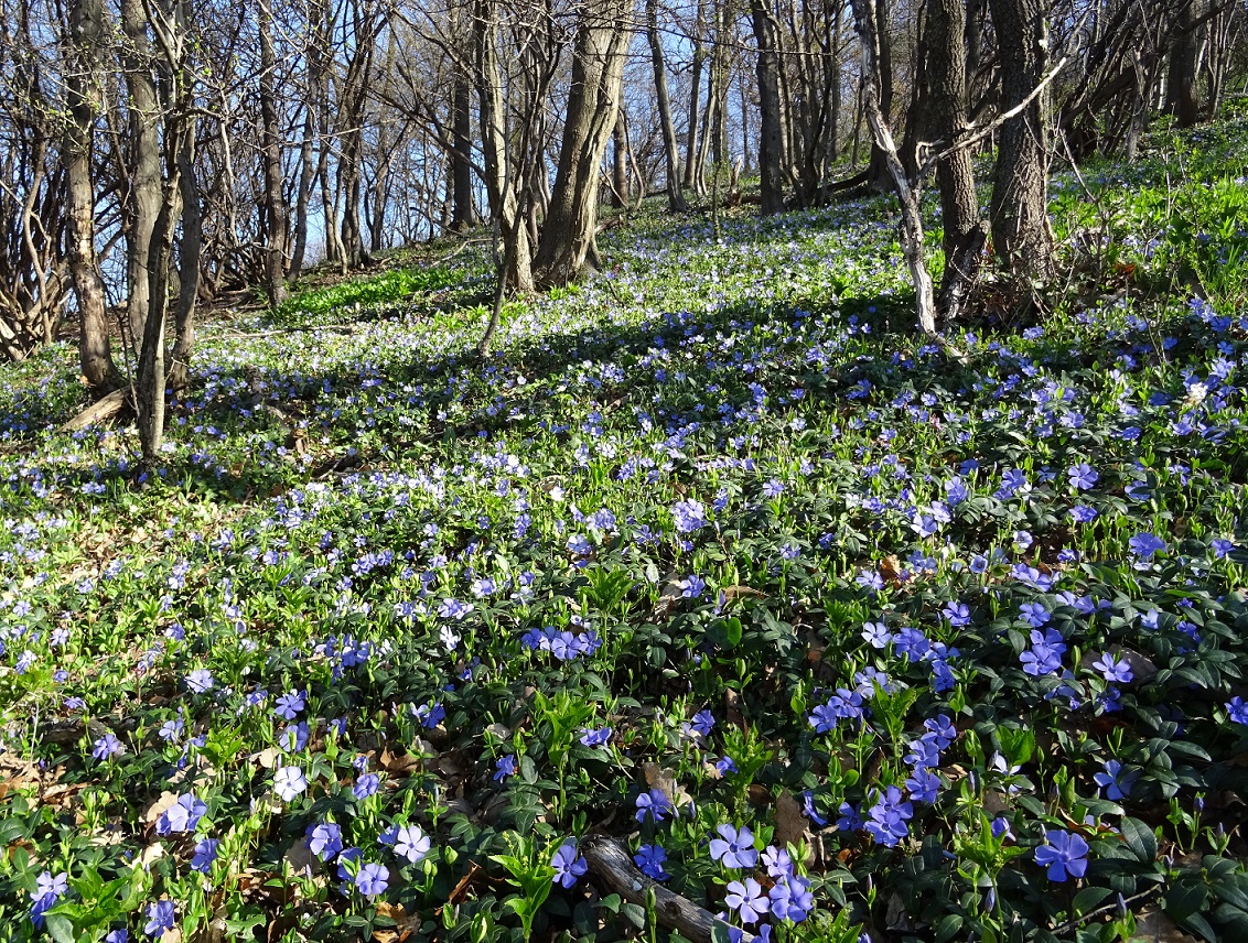 03-31-2019 Vinca minor.jpg