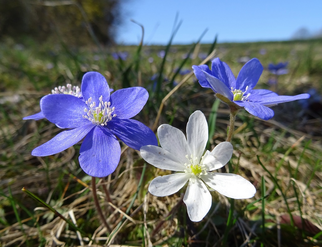 03-31-2021 DSC01865   Hepatica nobilis.jpg