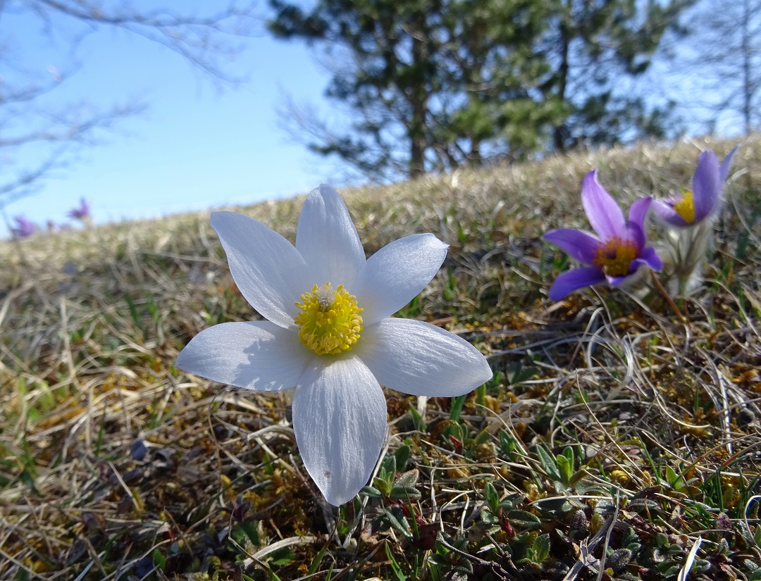 03-31-2021 Pulsatilla grandis.jpg