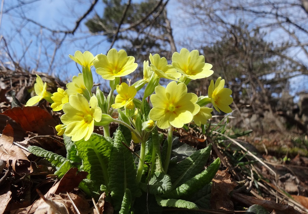 04-02-2018  Primula vulgaris x Primula veris.jpg