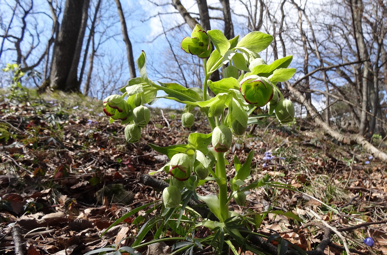 04-02-2018 Helleborus foetidus.jpg