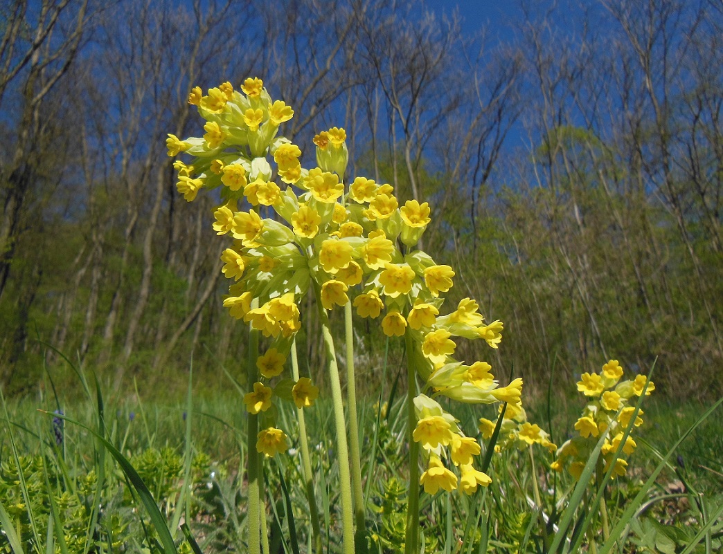 04-10-2017  Primula veris (subsp. veris).jpg