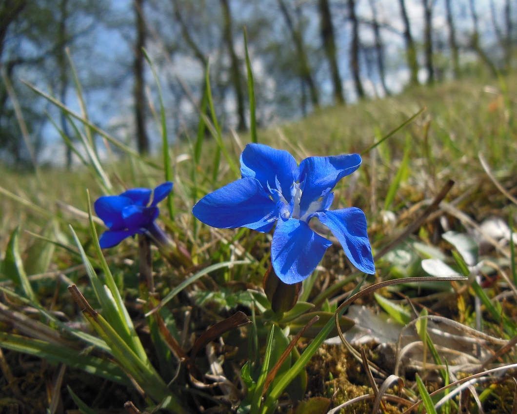 04-14-2017 Gentiana verna.jpg