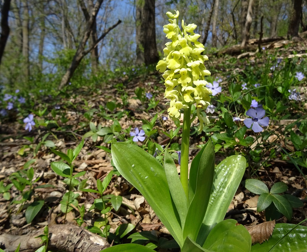 04-16-2019 Orchis pallens.jpg