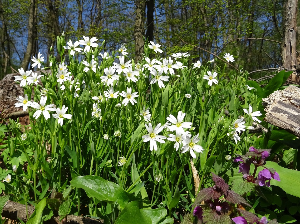 04-16-2019 Stellaria holostea.jpg