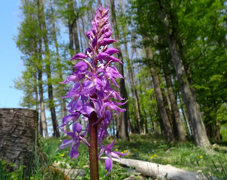 04-22-2018 Orchis mascula.jpg