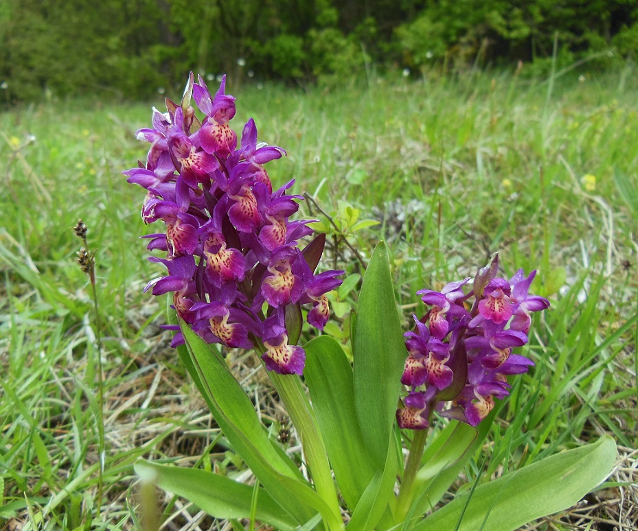 04-25-17 Dactylorhiza sambucina.jpg