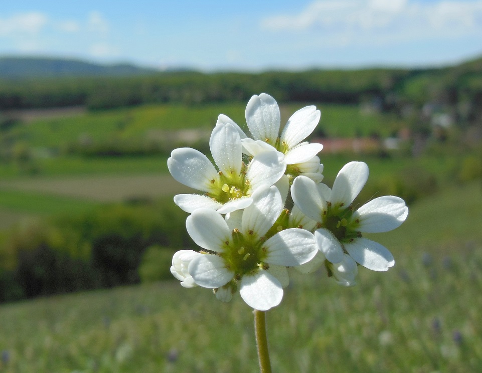 04-26-2016 Saxifraga bulbifera.jpg