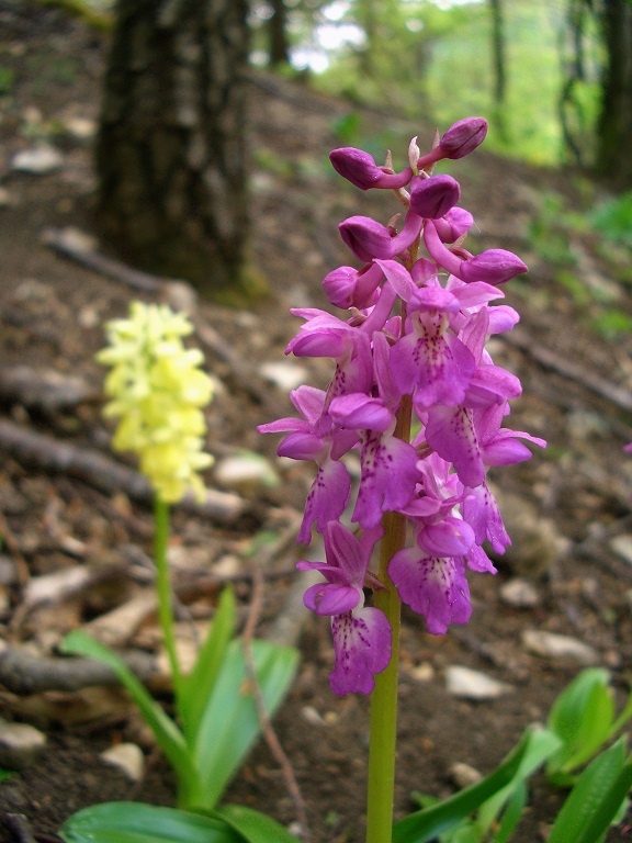 04-30-15 Orchis x hausknechtii.jpg