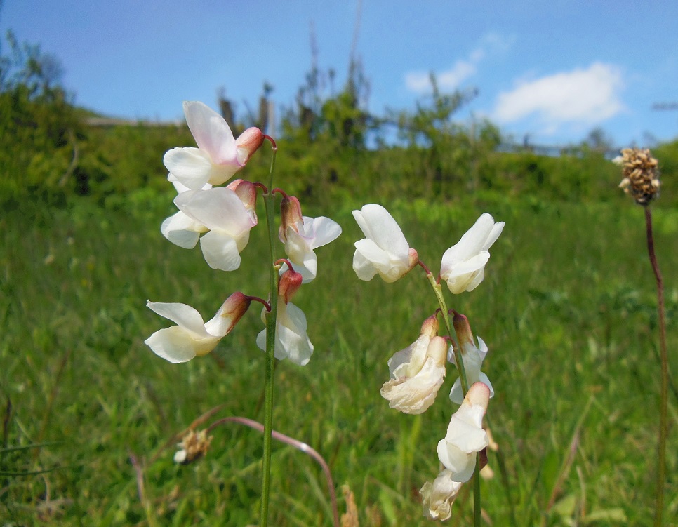 05-01-2017  Lathyrus pannonicus subsp. pannonicus.jpg