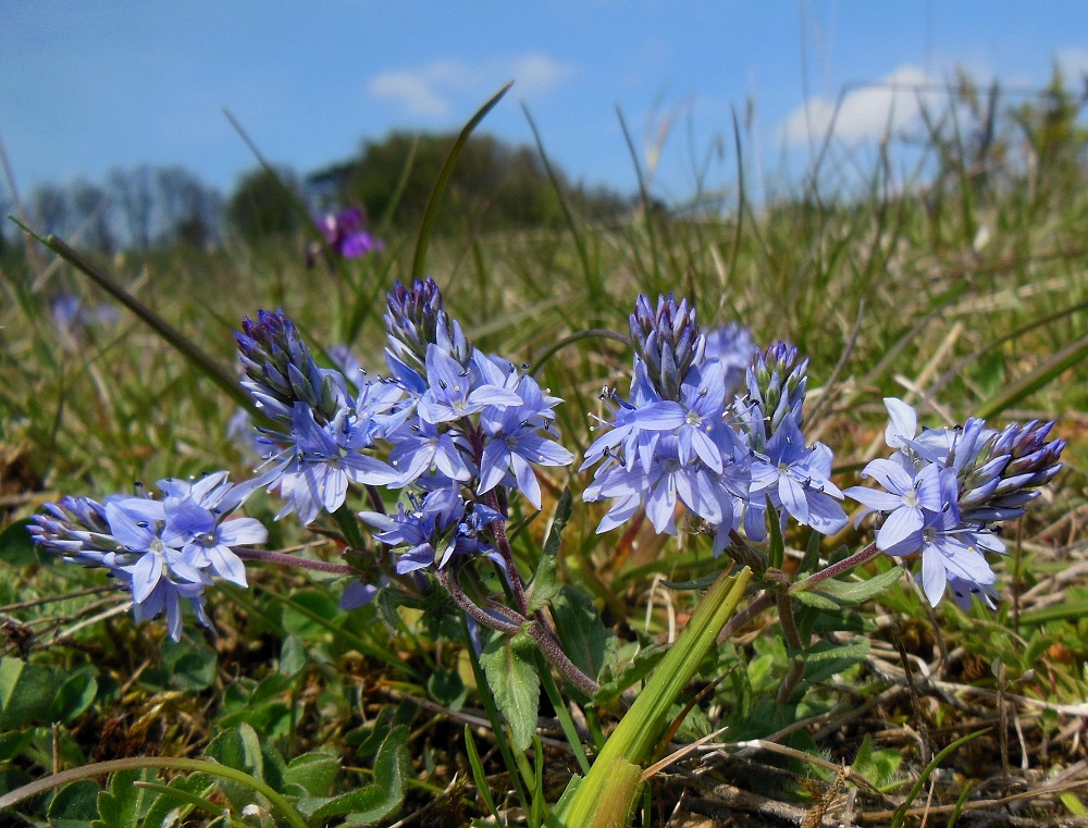 05-01-2017 Veronica prostrata.jpg