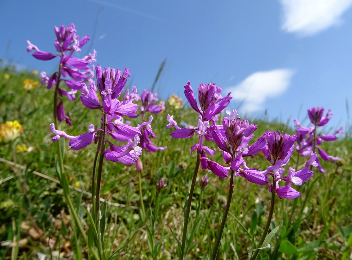 05-01-2019  Polygala major.jpg