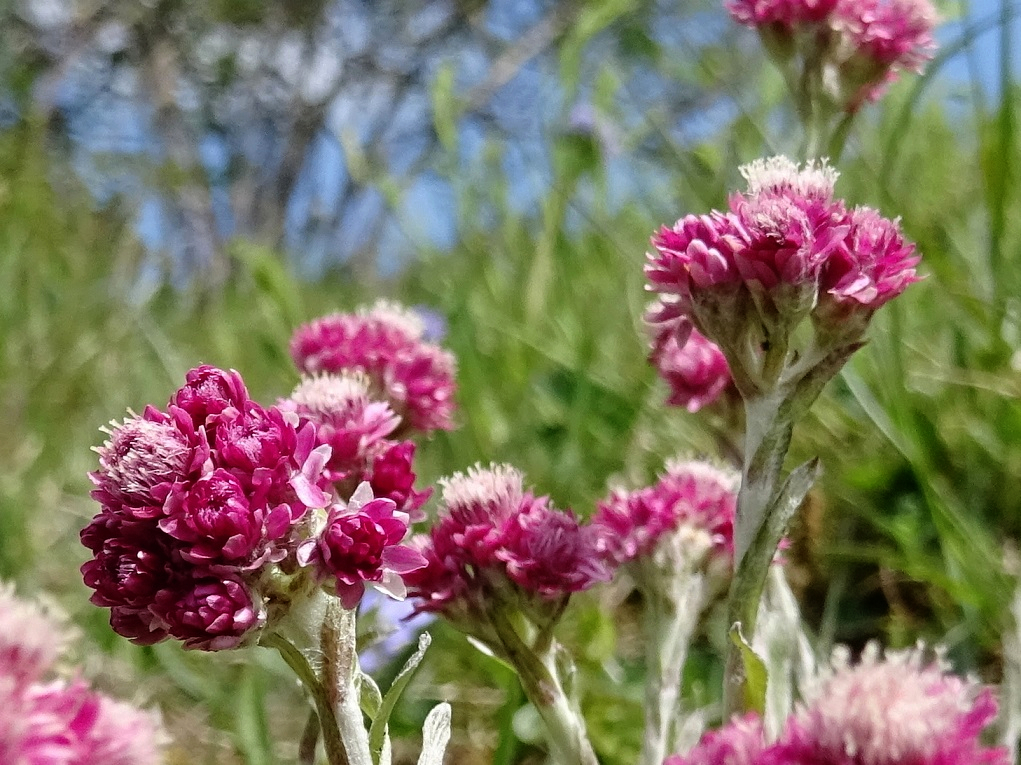 05-01-2019 Antennaria dioica.jpg