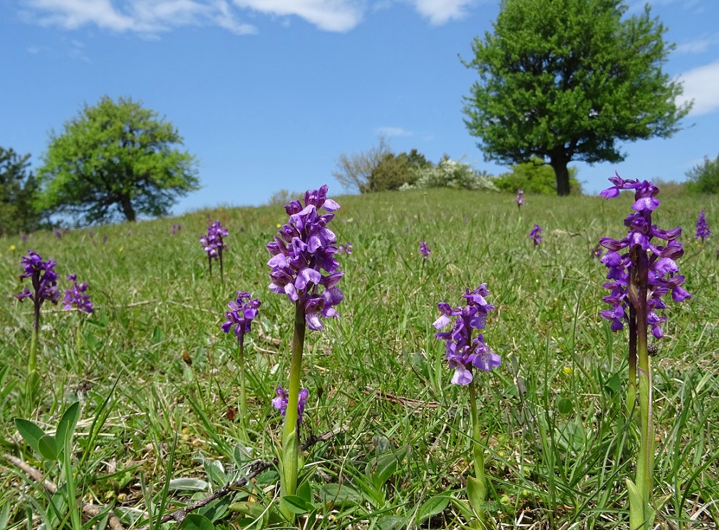 05-01-2019 Orchis morio 1.jpg