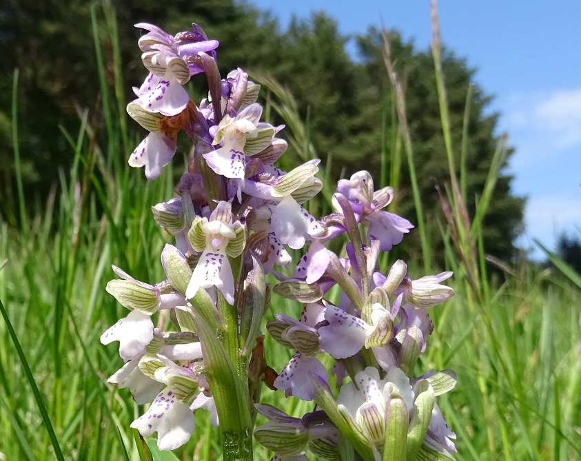 05-01-2019 Orchis morio.jpg