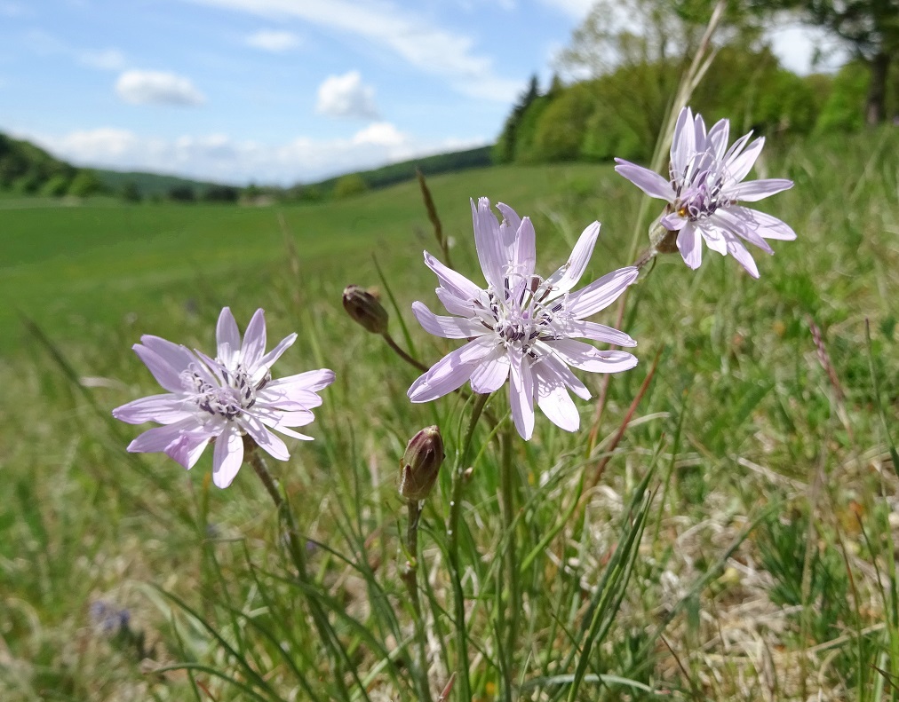 05-01-2020 Scorzonera purpurea.jpg