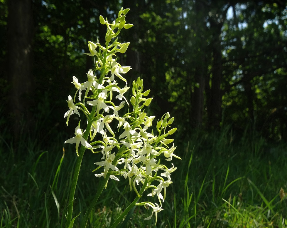 05-03-2018 Platanthera bifolia.jpg