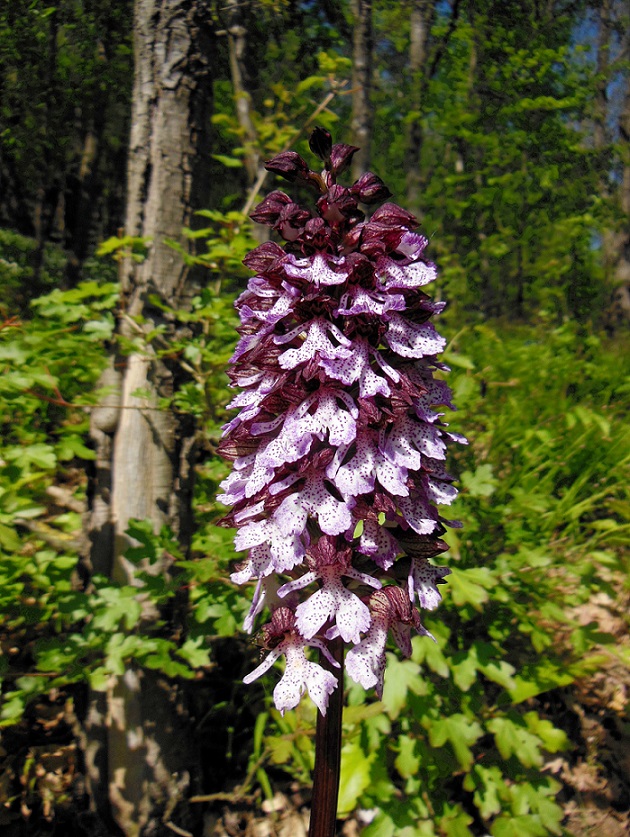 05-06-16 Orchis purpurea.jpg