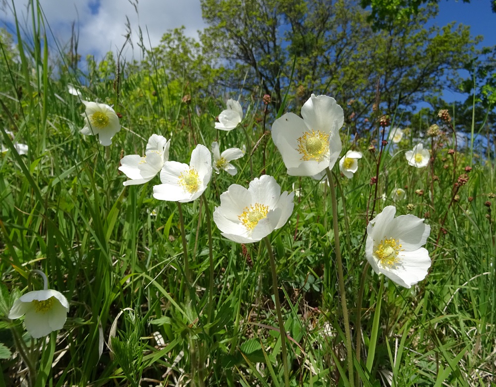 05-10-2019 Anemone sylvestris.jpg