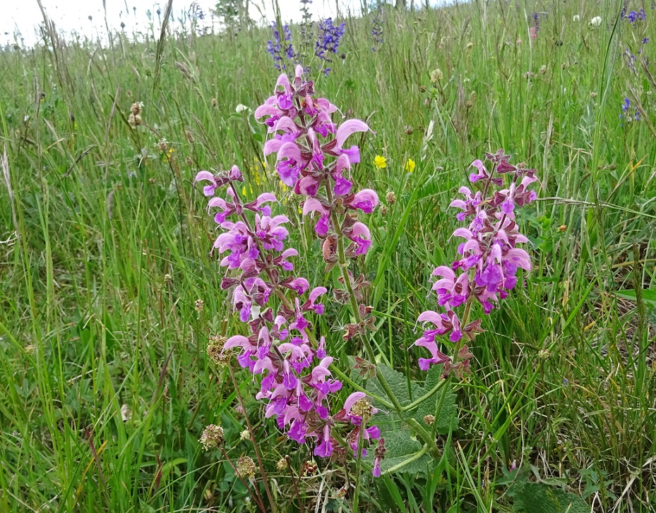 05-11-2020 Salvia pratensis,.jpg