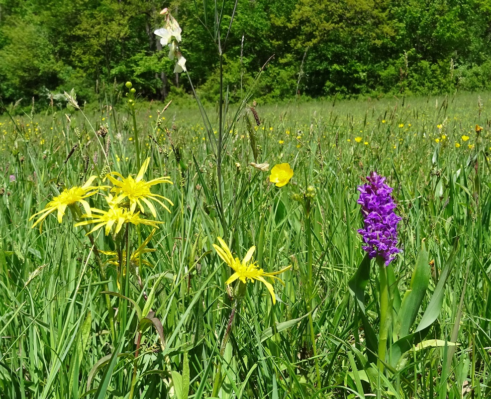 05-16-2011 Scorzonera humilis mit Lathyrus, Dactylorhiza.jpg