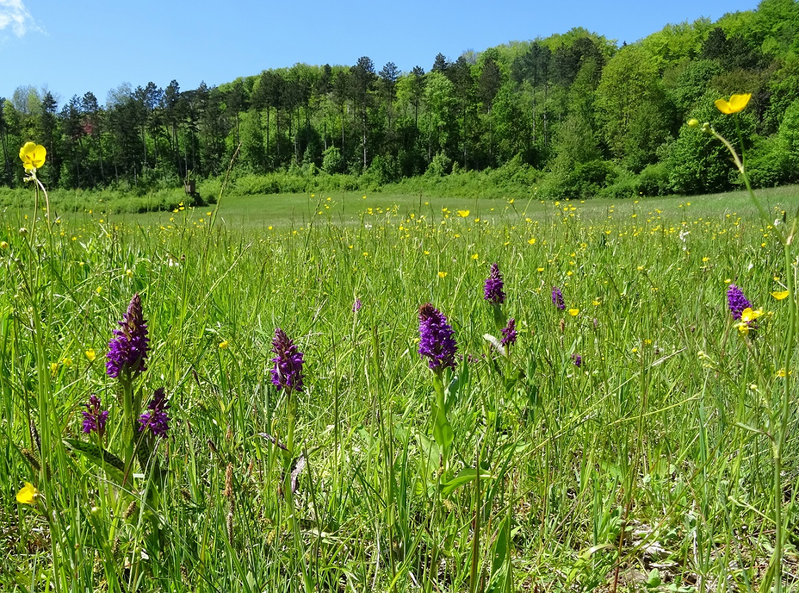 05-16-2021  Dactylorhiza majalis.jpg