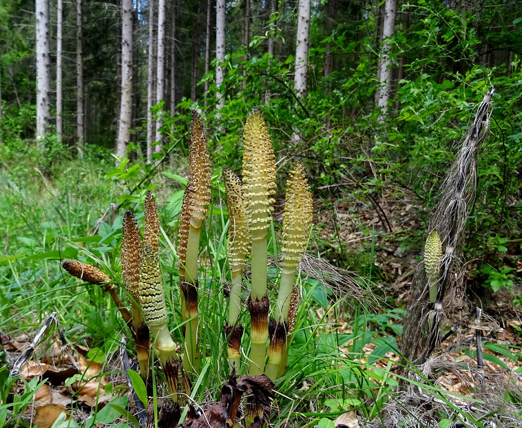 05-16-2021 Equisetum telmateia.jpg