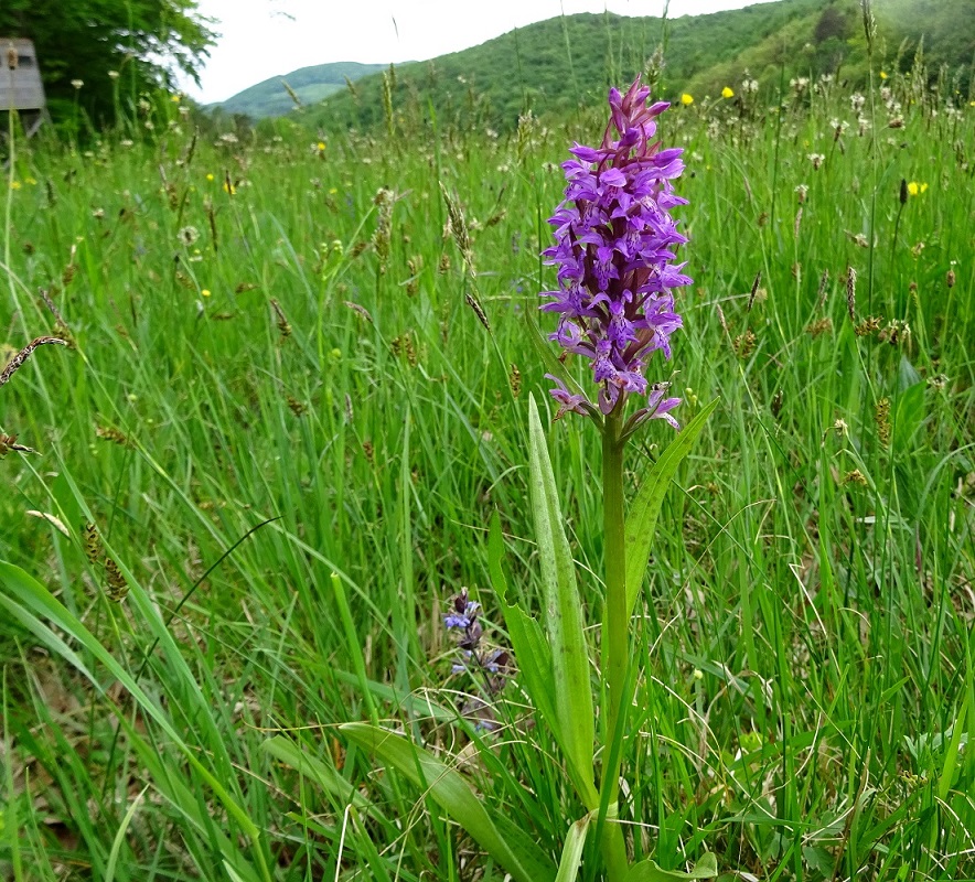 05-27-2021 Dactylorhiza incarnata x majalis.jpg