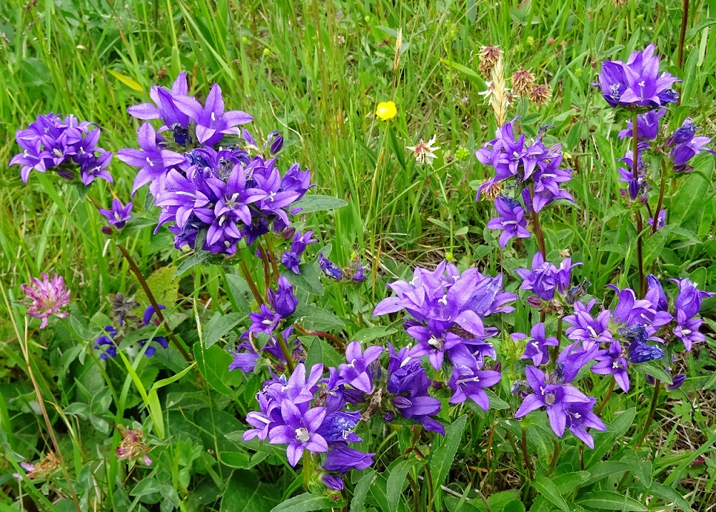 06-04-2020 Campanula glomerata 2.jpg