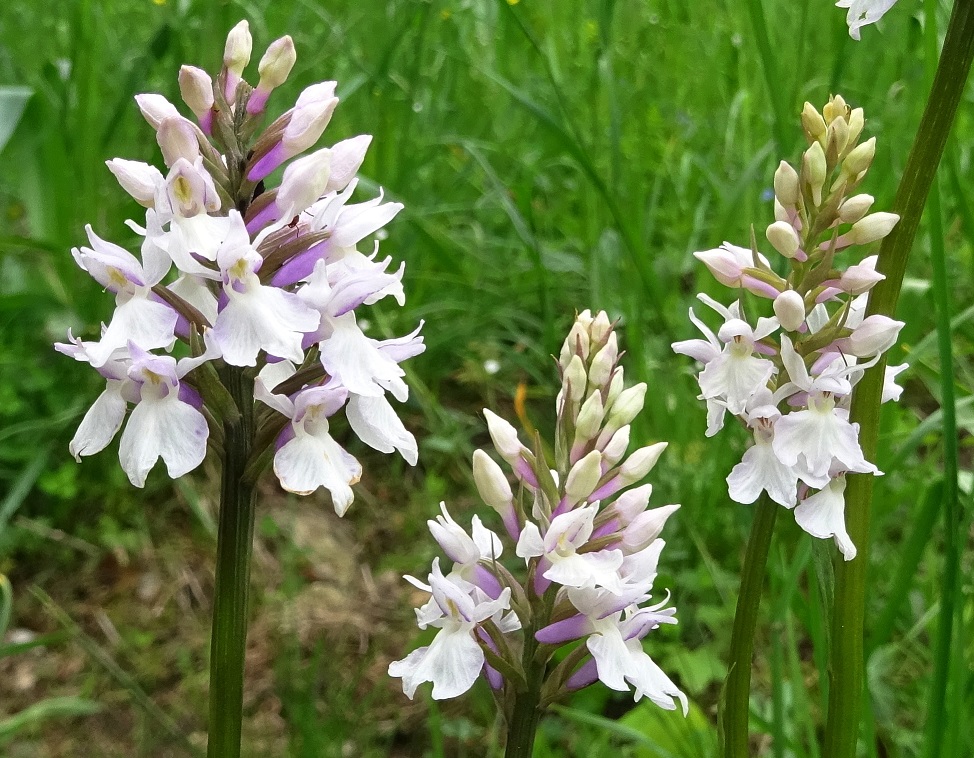 06-04-2020 Dactylorhiza fuchsii.jpg