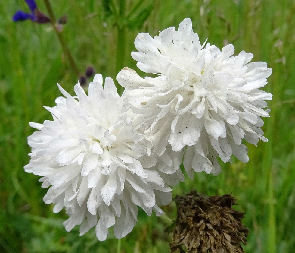 06-04-2020 Knautia agg. vermutlich,albiflora.jpg