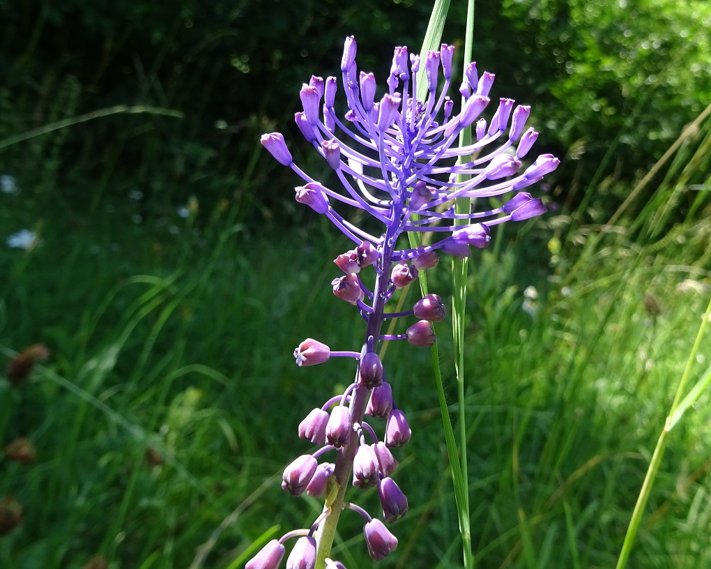 06-22-2021 Muscari comosum.jpg