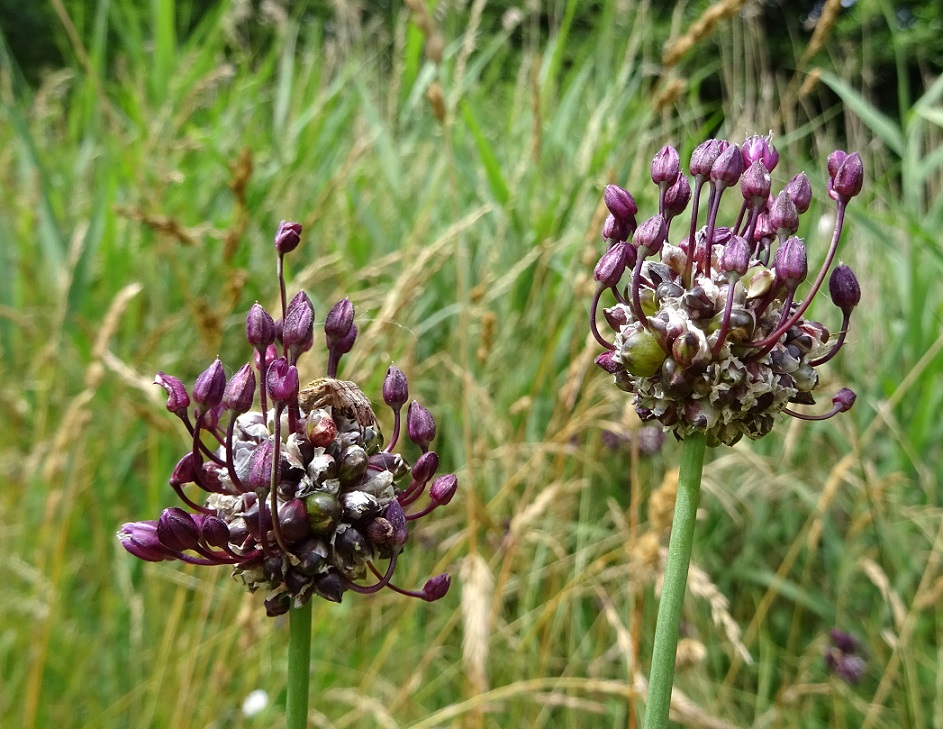 07-01-2021  Allium cf. vineale.jpg