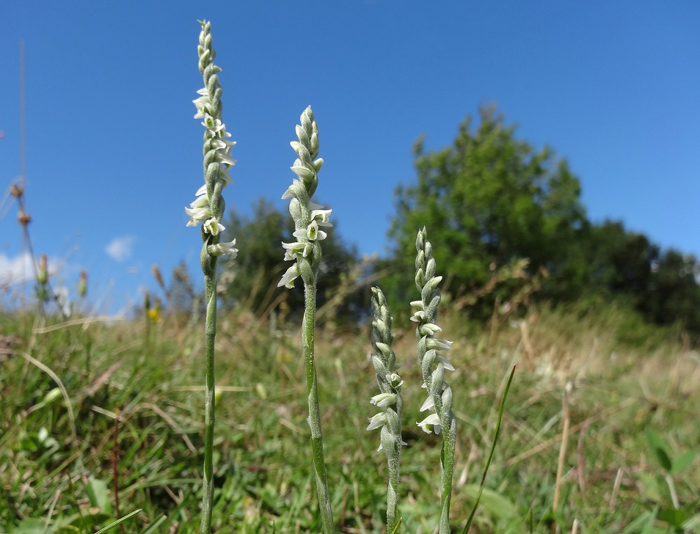 08-20-2017 Spiranthes spiralis.jpg