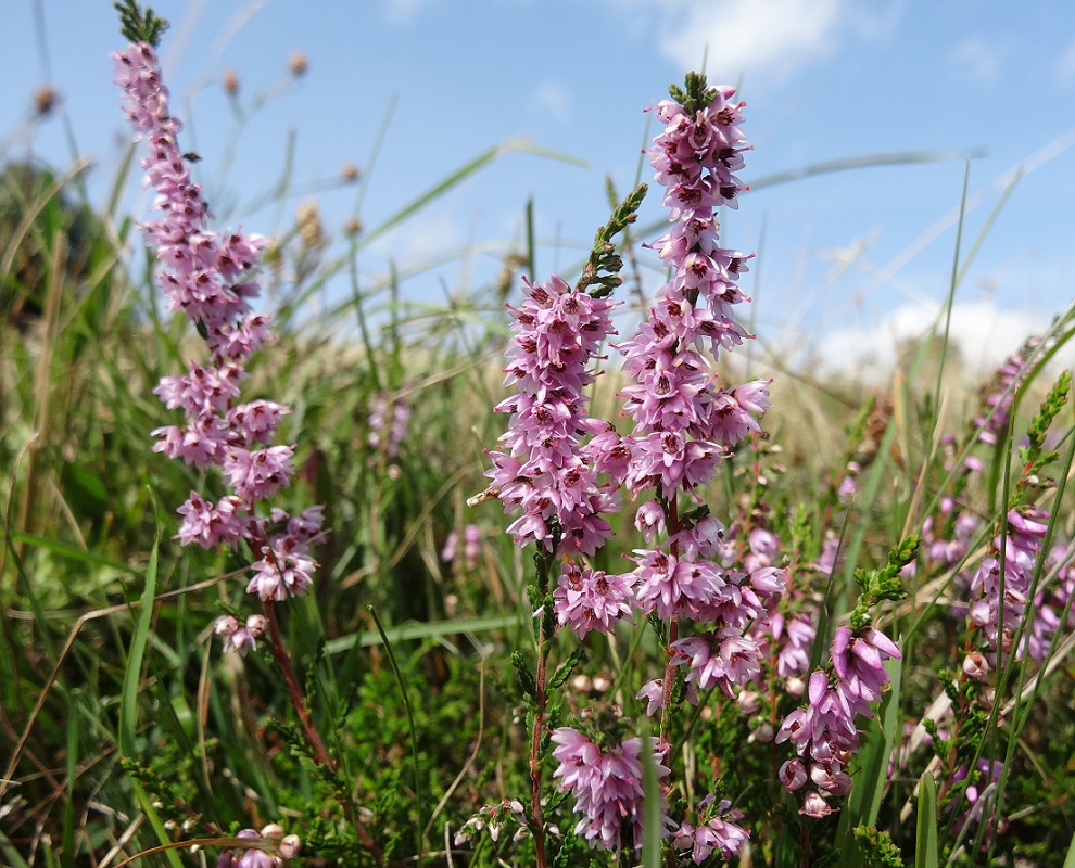 08-22-17 Calluna vulgaris.jpg