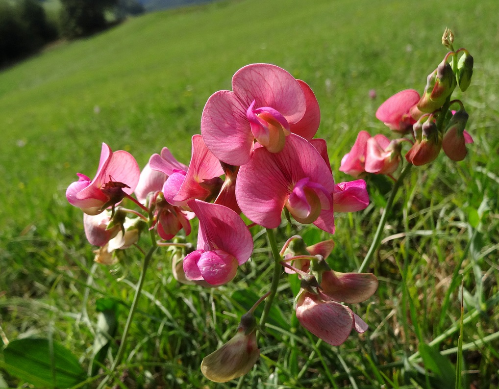 08-22-17 Lathyrus latifolius.jpg