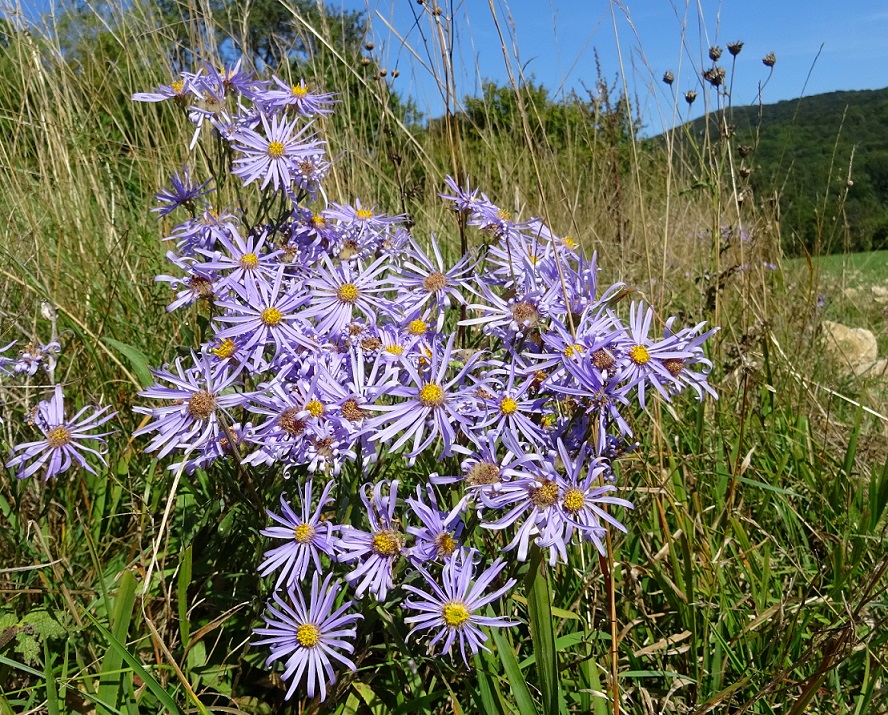 09-10-2021 Aster amellus.jpg