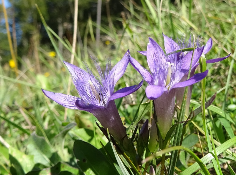 09-26-2018 Gentianella austriaca.jpg